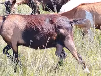 Cabra, Nubian Goat — foto 2