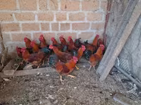 Chickens — լուսանկար 1