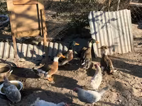 Ducks — Foto 1