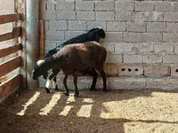 Sheep, Sheep — photo 4