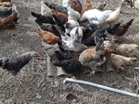 Chickens — photo 1