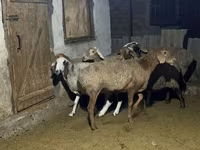 Schaf, Arashan sheep — Foto 2