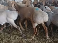 मेढ़ा, Hissar sheep — फ़ोटो 3
