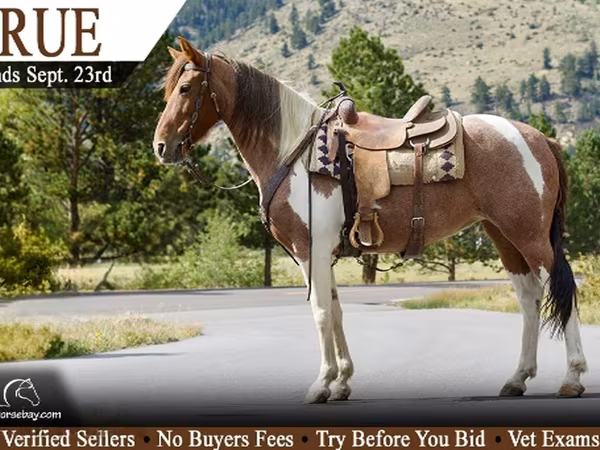 Էգ ձի, Tennessee Walking Horse