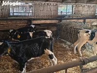 Ցուլ, Russian Black pied cattle — լուսանկար 3