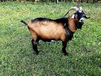 Bode, Czech Brown Shorthaired goats — foto 1
