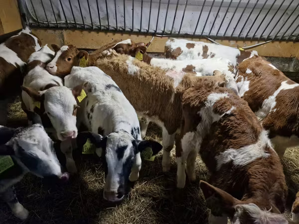 公牛, Simmental cattle