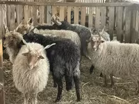 كبش, Racka sheep — الصورة 3