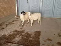公山羊, Goats — 照片 5