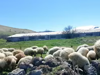 Ոչխար, Ոչխարներ — լուսանկար 1