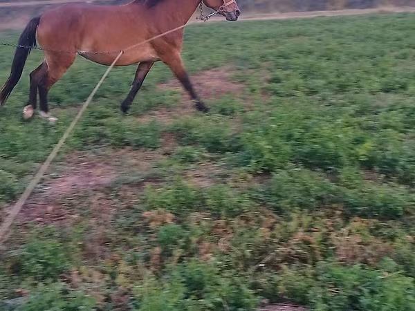 Mare, Horses