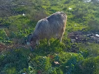 Ram, Sheep — photo 3