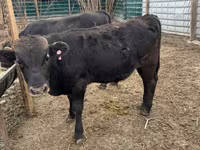 सांड, Swiss cattle — फ़ोटो 6