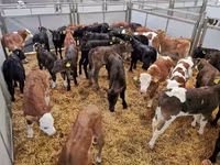 Rinder (Partie, Geschlecht nicht angegeben), Holstein-Rasse — Foto 1