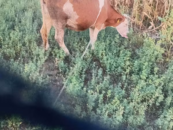 Vaca, Simmental cattle