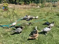 Ducks — Foto 8