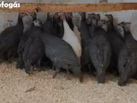 Guinea fowl — الصورة 1