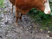 Vaca, Ganado vacuno — foto 8