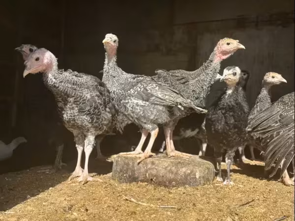 Turkeys — Հայաստան