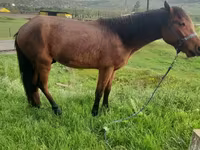 Horse (M), Horses — photo 5
