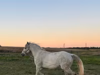 Mare, Horses — photo 3