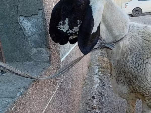 मेढ़ा, Arashan sheep