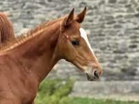Ձի, Anglo-Arabian — լուսանկար 1