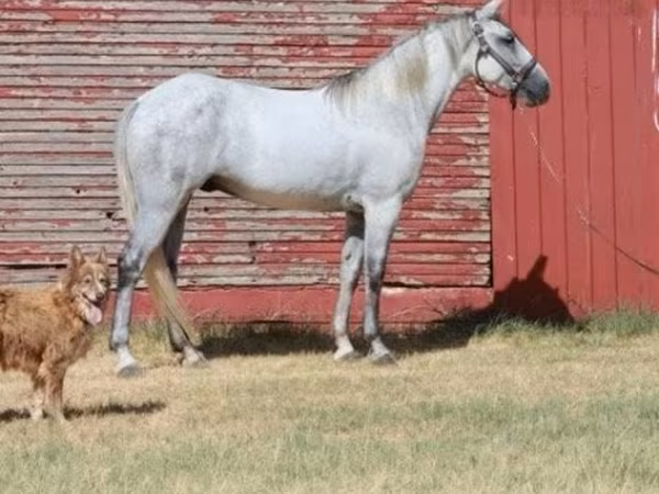 Ձի, Tennessee Walking Horse