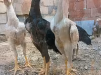 Chickens — Foto 7