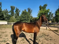Hengst, Akhal-Teke — Foto 2