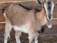 बकरी, West African dwarf goats — फ़ोटो 2