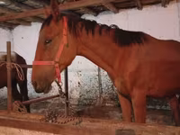 Cavalo, Manipuri pony — foto 3