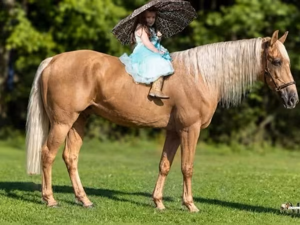 Ձի, Palomino