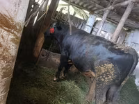 公牛, Cattle — 照片 4