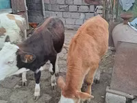 Ցուլ, Simmental cattle — լուսանկար 5