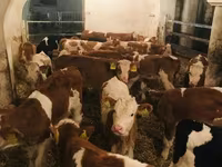 सांड, Simmental cattle — फ़ोटो 6