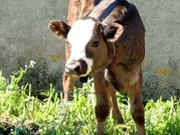 Bull, Cattle — photo 2