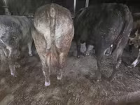 公牛, Simmental cattle — 照片 3