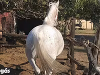 Бээ, Липициан ат — сүрөт 2