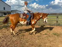 Hengst, American paint horse — Foto 7