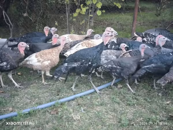 Индейки