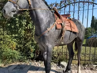 Ձի, Hanoverian — լուսանկար 1