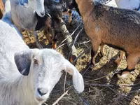 Ziege, Alpine goat — Foto 8