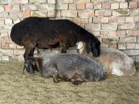Ոչխար, Ոչխարներ — լուսանկար 2