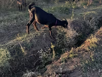 Էգ այծ, Nubian Goat — լուսանկար 2