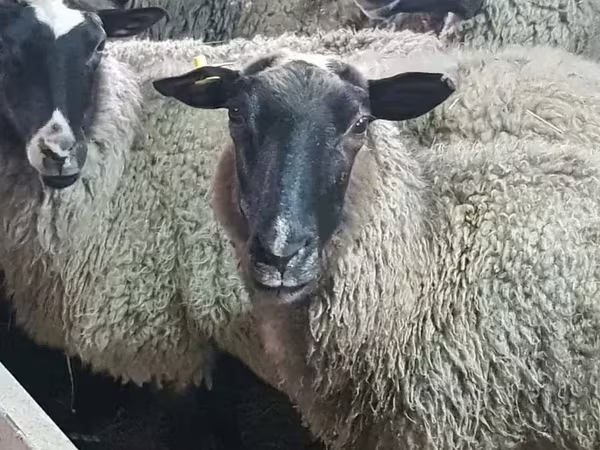Ոչխար, Romanov sheep
