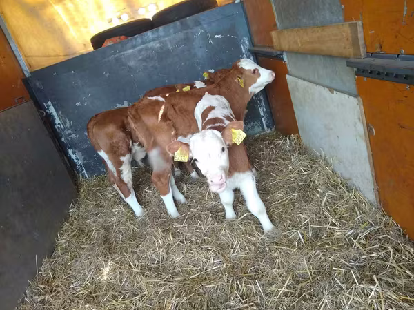 Bull, Simmental cattle