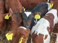 Ցուլ, Simmental cattle — լուսանկար 4