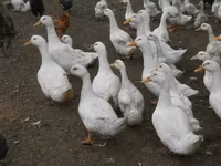 मुलार्ड — फ़ोटो 5