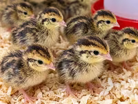 Quails — photo 1